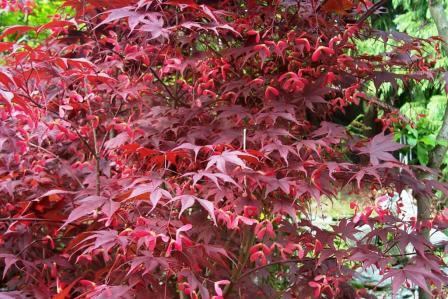 8%20acer%20palmatum%20hybrido_small.jpg